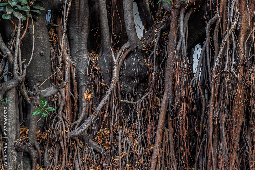 Fototapeta premium Close-up of aerial root network of rubber tree in Guadalajara, Mexico