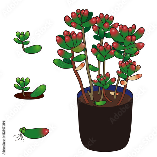 Plump Succulent Sedum Rubrotinctum – Red Tips