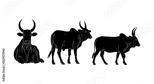 Silhouette of three bulls in different poses on a white background