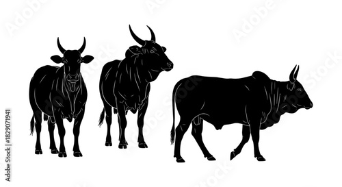 Silhouette of three bulls on white background: bold and elegant animal depiction