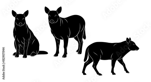 Silhouette of three dingos in various poses on a white background