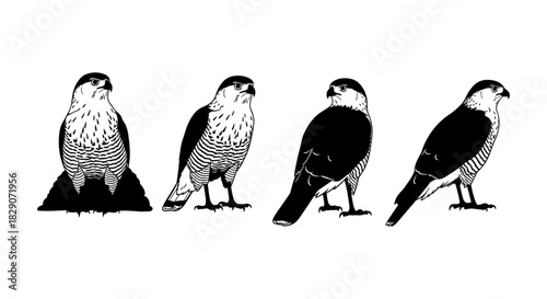 Black and white falcon silhouettes - set of stylized bird figures