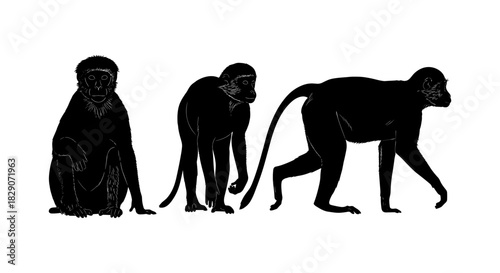 Silhouette monkeys: detailed animal poses in black and white