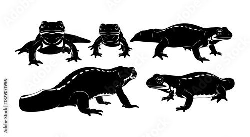 Silhouette collection of newts with detailed features and dynamic poses