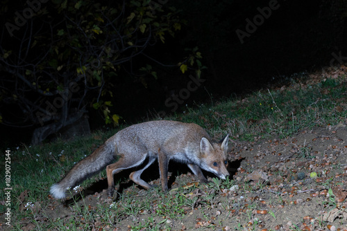 Red Fox (Vulpes vulpes) Sniffing the Ground at Night