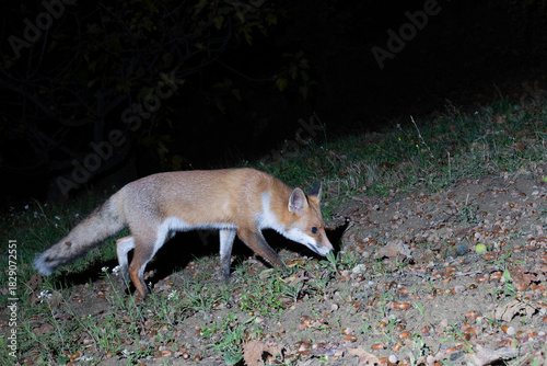Red Fox (Vulpes vulpes) Foraging at Night