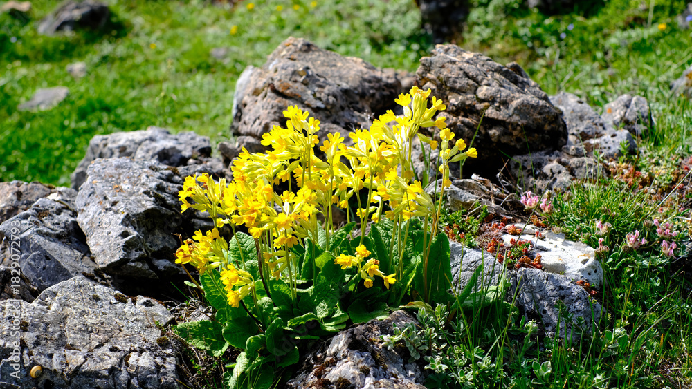 Obraz premium Close-up of vibrant yellow Cowslip Primula veris wildflowers blooming among grey limestone rocks in a green alpine meadow