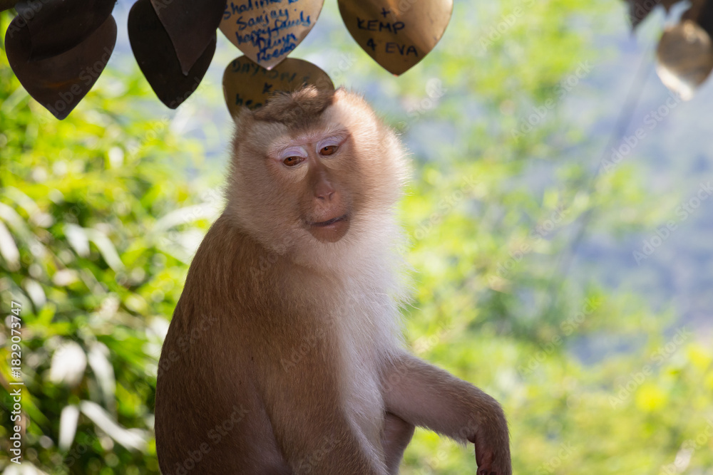 Obraz premium Animals in zoo and wildlife. High resolution photo