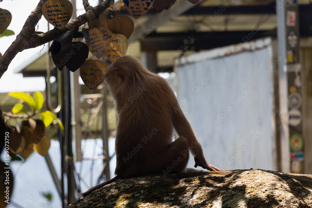 Naklejka premium Animals in zoo and wildlife. High resolution photo