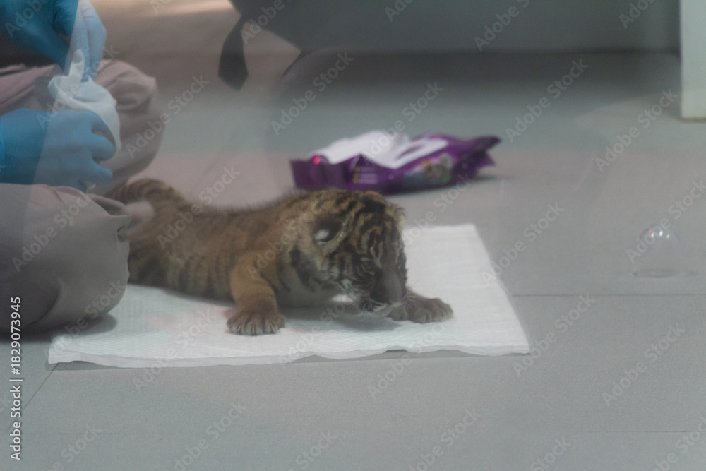 Obraz premium Animals in zoo and wildlife. High resolution photo. 