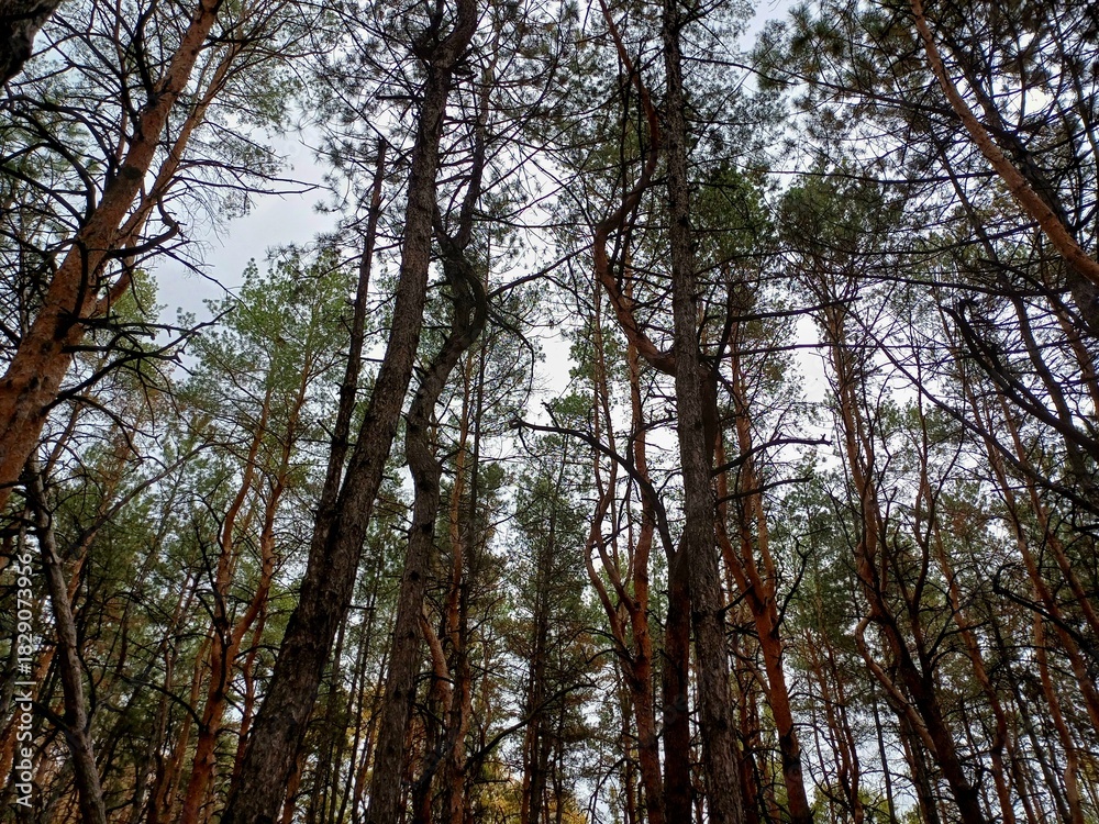 Obraz premium trees in the forest