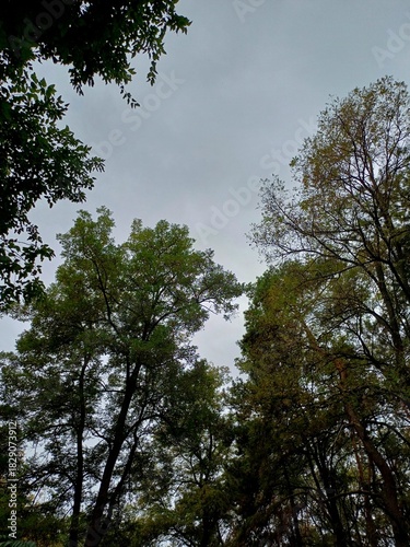 trees in the forest