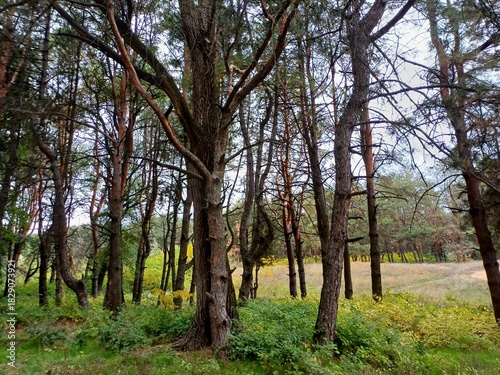 rows of trees