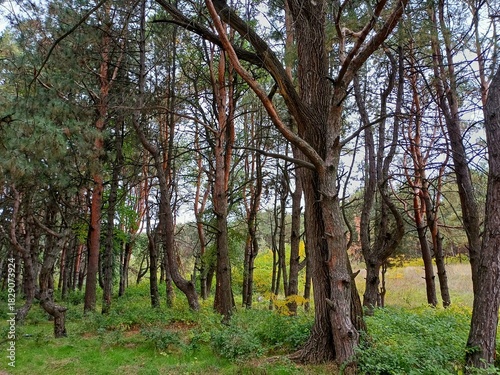 trees in the park
