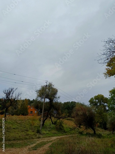 tree in the clouds