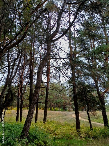 trees in the park