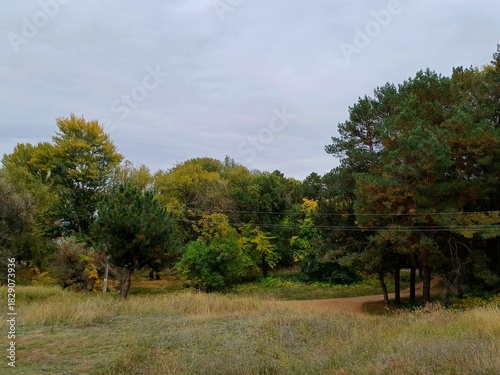 autumn landscape with trees