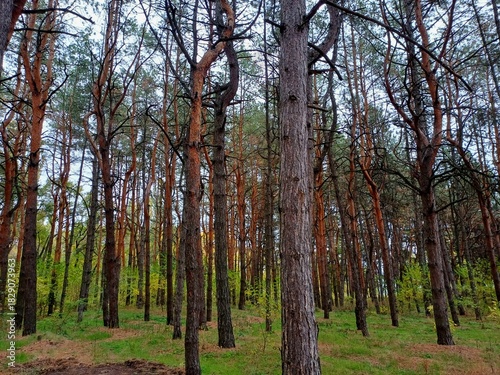 trees in autumn