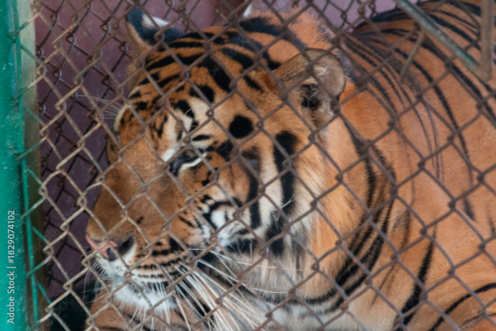 Naklejka premium Animals in zoo and wildlife. High resolution photo. 