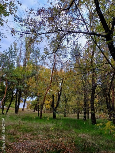 trees in the park