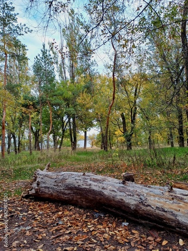 forest in the autumn