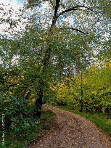 path in the forest