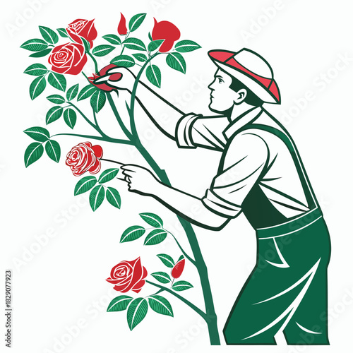 Man pruning red roses in a garden illustration