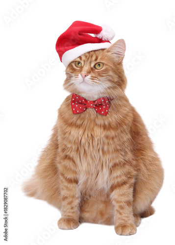PNG image of a fluffy ginger cat wearing a Santa hat and red bow tie on a clean white background with wide transparent-friendly copy space — festive Christmas pet portrait, cute, winter, holiday, mark