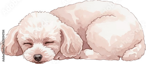 眠るトイプードルの水彩風イラスト