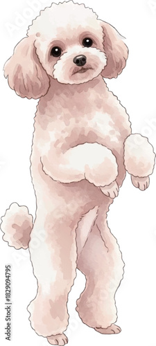 後ろ脚で立ち上がるトイプードルの水彩風イラスト