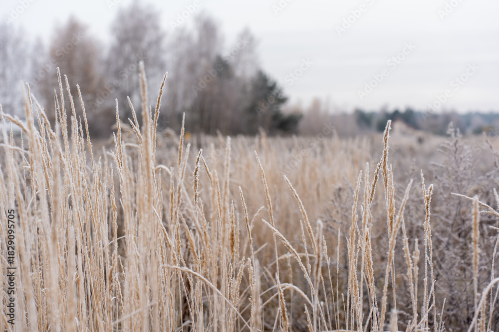 Fototapeta premium Frost-covered dry tall grass and reeds in winter meadow with blurred trees on horizon under overcast sky on cold morning. Concept of winter landscape, frozen nature and rural countryside scenery.