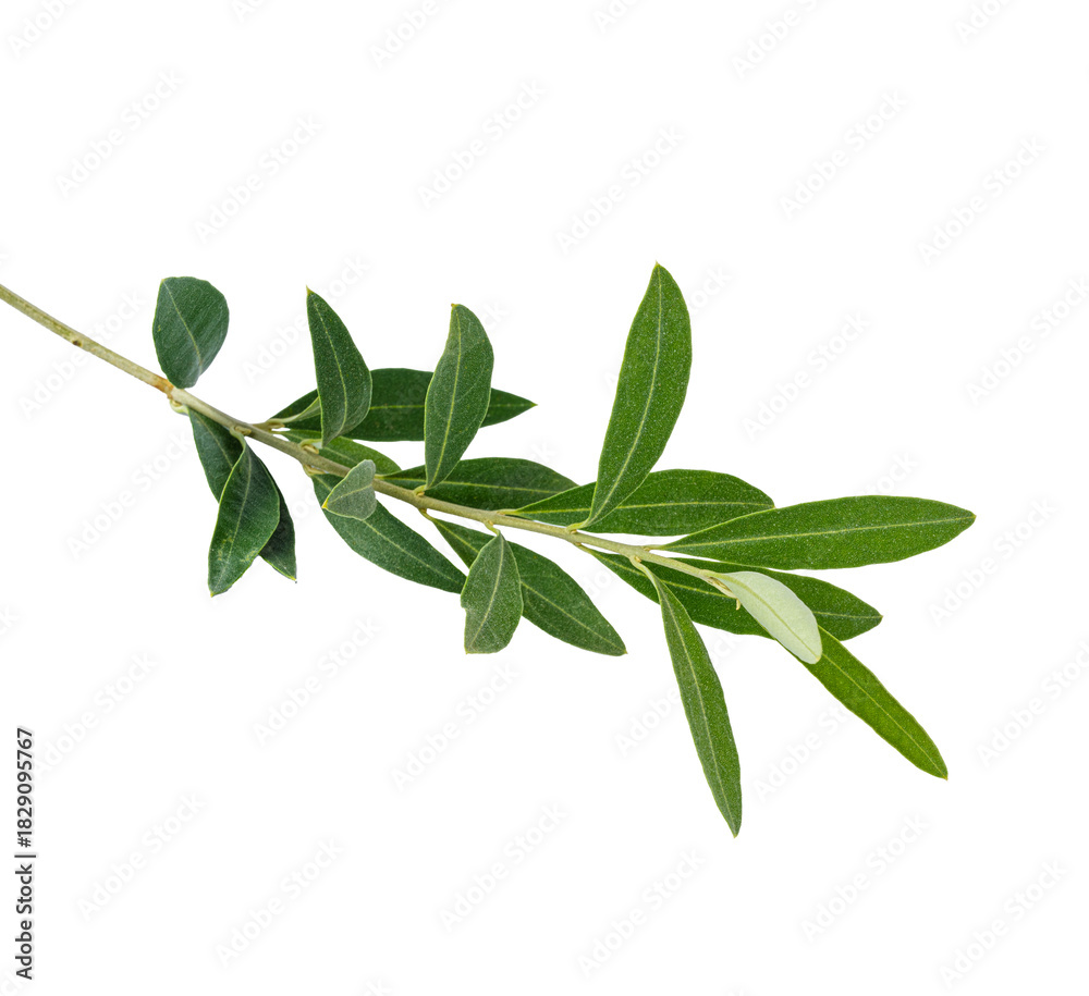 Obraz premium Olive branch. Olive tree. Italian olive.