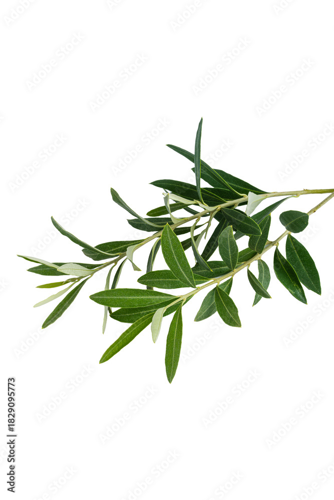 Fototapeta premium Olive branch. Olive tree. Italian olive.