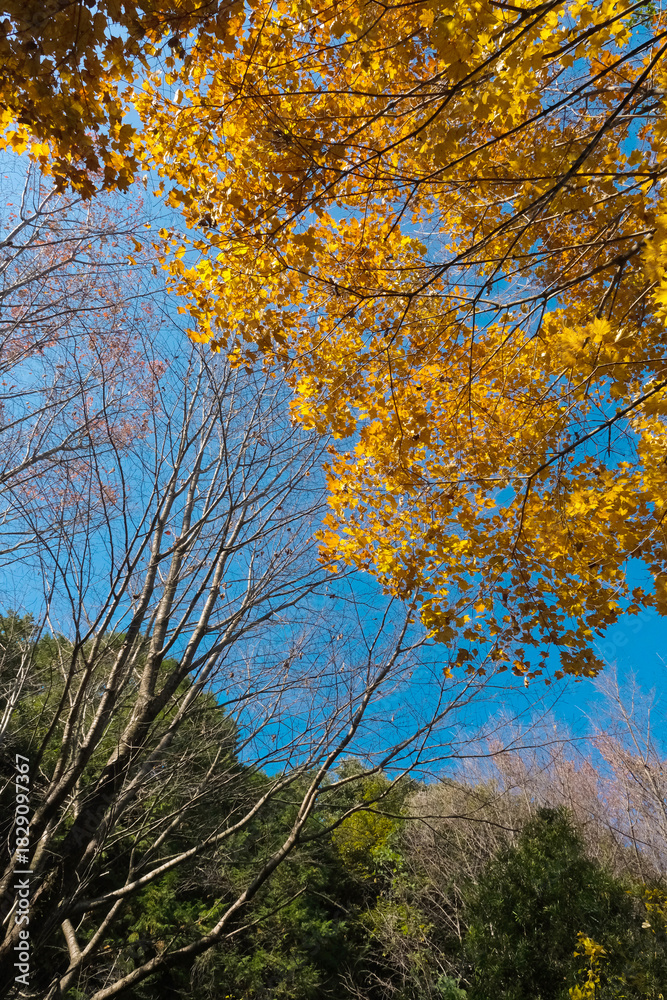 Fototapeta premium 青空と紅葉