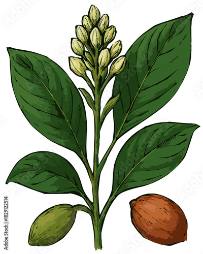 Wurfbainia compacta illustration art