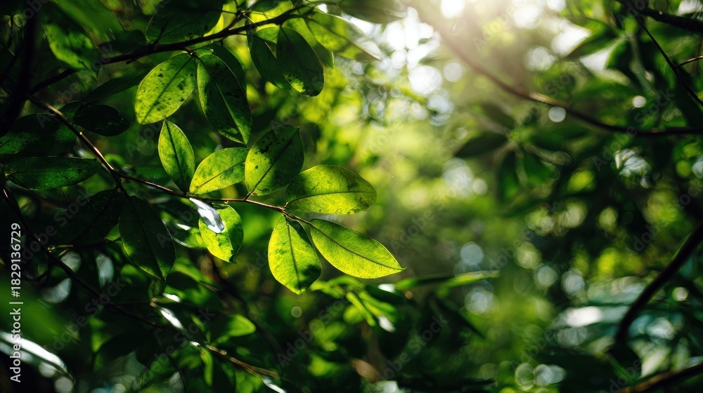 Obraz premium Sunlight through lush green leaves creating an enchanting forest ambiance