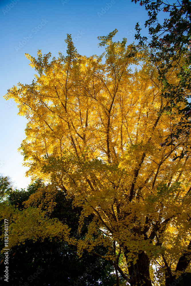 Fototapeta premium 鎌倉251120 安国論寺18 黄葉