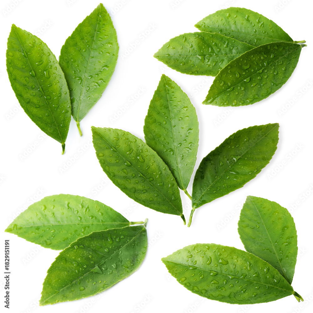 Fototapeta premium Fresh green leaves of citrus plant on white background, collage. Top view