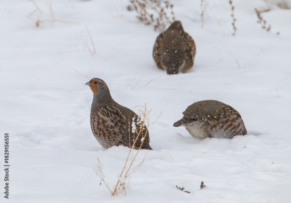 Obraz premium Gray partridges in the snow