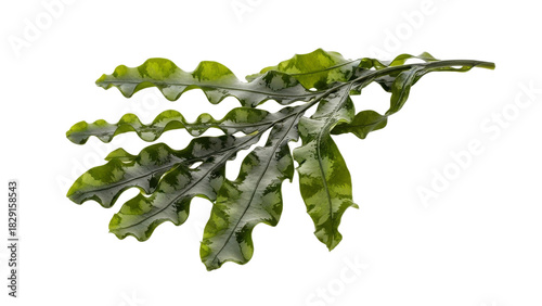 Undaria pinnatifida: Wakame seaweed frond revealing oceanic botanical elegance against a crisp white backdrop offering a fresh and vibrant sea