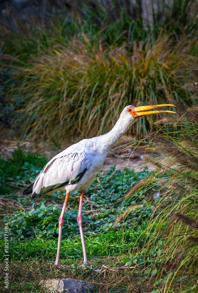 Fototapeta premium Yellow-billed stork (Mycteria ibis) standing in natural habitat. African wading bird with long legs and bright yellow beak in green environment. Wildlife photo of large African stork in the wild
