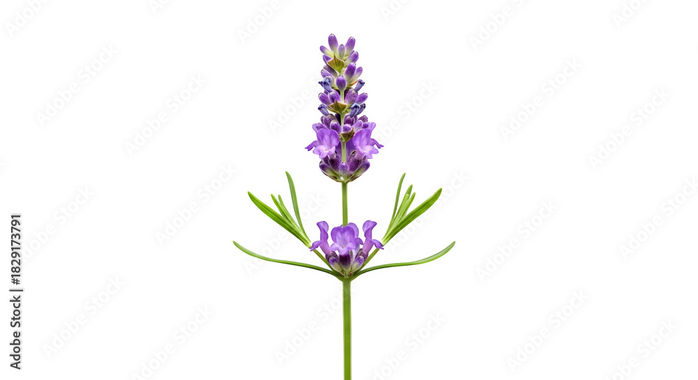 Obraz premium Single lavender flower stem with purple blooms isolated on transparent background