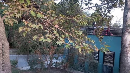 Rapid shaking the leaves of a tree on a branch by wind