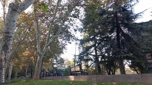 A view of  strong trees in a big park