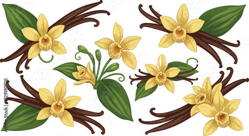 Vanilla flower and pod illustration, botanical art, tropical plant, culinary ingredient, yellow bloom, green leaves, brown pods, cartoon style, flavor source, exotic spice, vanilla orchid, food design