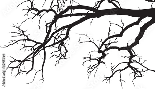 Bare tree branches silhouette in autumn winter season with dark tone nature scene