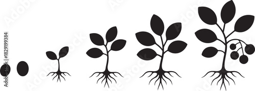 Plant growth stages from seed to tree with roots in soil and leaves