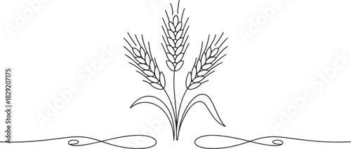 Wheat ears continuous line art vector – minimal agricultural plant outline sketch for organic farming, harvest, food, or nature design concept