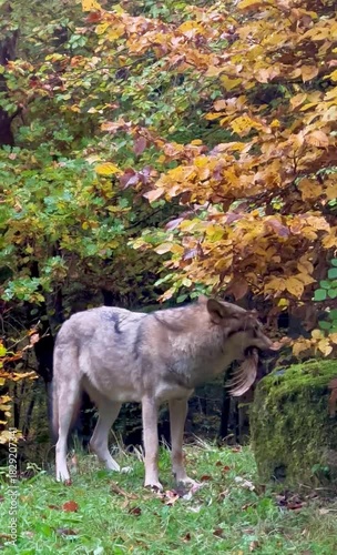 Wolf devouring chicken in autumn forest