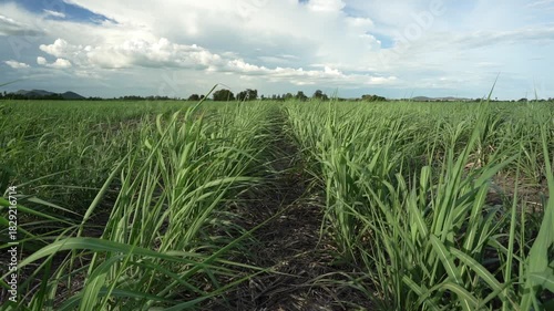 Sugarcane plantation or cane farm and fields with green plant leaves wind blows on rainy season for agricultural industry small sugar cane garden with biofuel gasoline fuel in Thailand on slow motion
